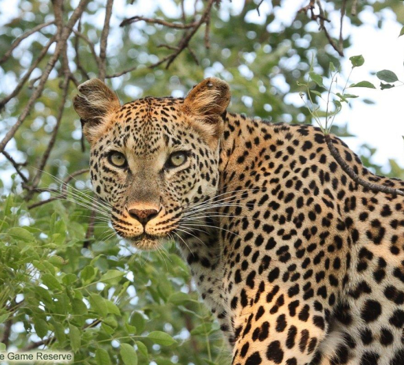 A24Erin Herbst Ntsumi 2 221221 Final