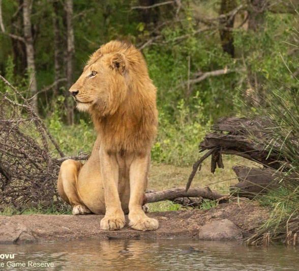 12andries Lion.nwas 031120 3 Final 12andries Lion.nwas 031120 3 Final