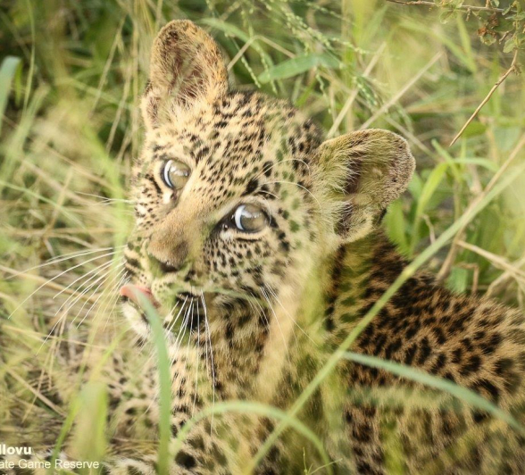 19andries Leopard.cub 19 Final 19andries Leopard.cub 19 Final