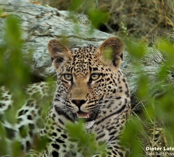A16Dieter Lategan Leopard Young Male 01 1 Of 1 Final A16Dieter Lategan Leopard Young Male 01 1 Of 1 Final