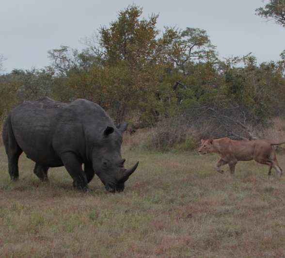 Southern Pride With Rhino Southern Pride With Rhino