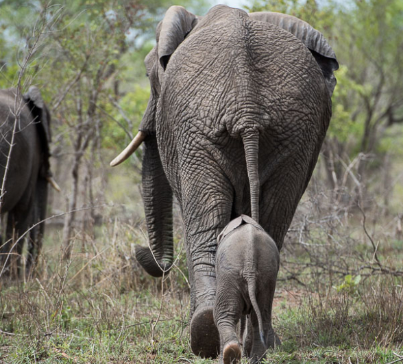 Mike Palmer Ellies 3 Mike Palmer Ellies 3