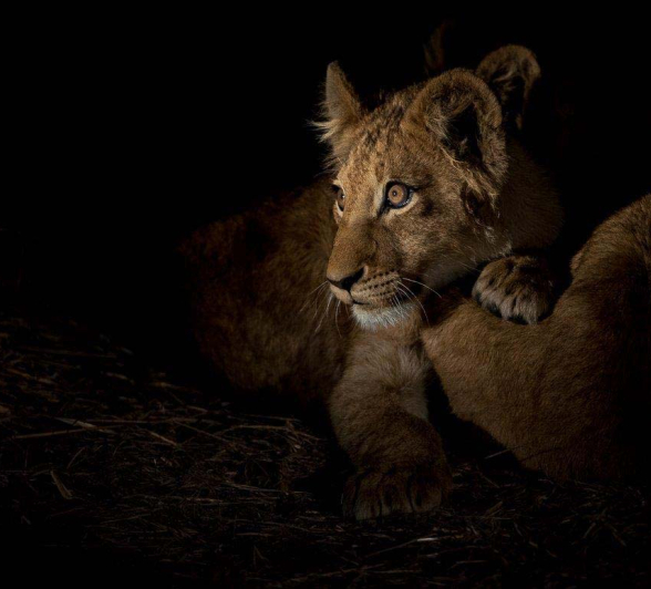 05Terry Ennever Lions 2 6 16