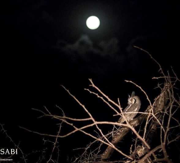 05Kyle Southern White Faced Scoops Owl With Moon 3 Final