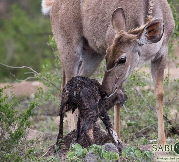 14Franscois Rosslee Kudu1 Final 14Franscois Rosslee Kudu1 Final