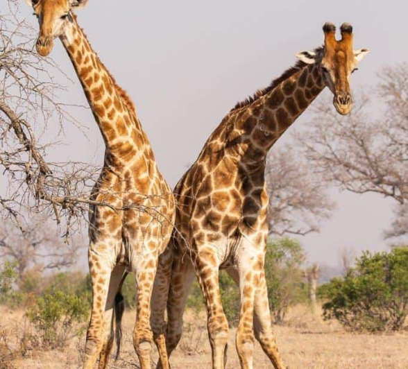 18Frederik Aucamp Giraffe Fighting Final 18Frederik Aucamp Giraffe Fighting Final