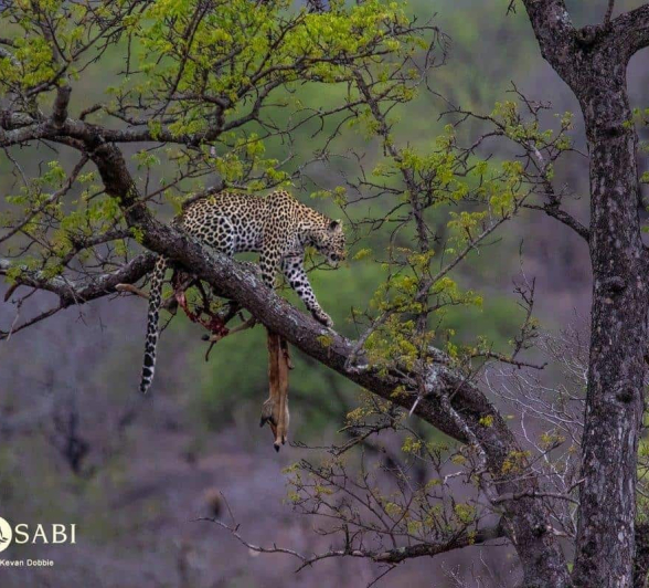 10Kevan Dobbie Tengile 021118 Final 10Kevan Dobbie Tengile 021118 Final