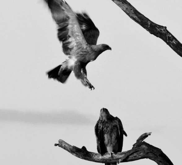 44Stefan Schoeman Tawny Pair Final