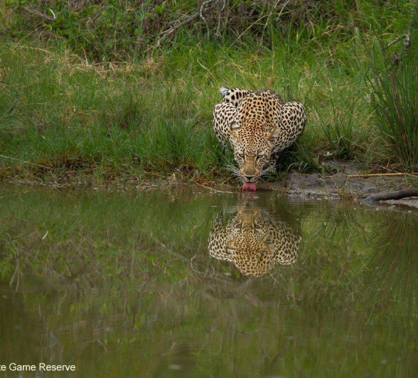 29Amy Leigh Leopard Msuthlu 1 221120 Final 29Amy Leigh Leopard Msuthlu 1 221120 Final