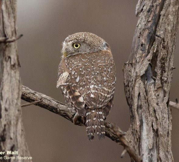 13Tyron Van Der Walt Pearl Spotted Owlet 011020 1 Final