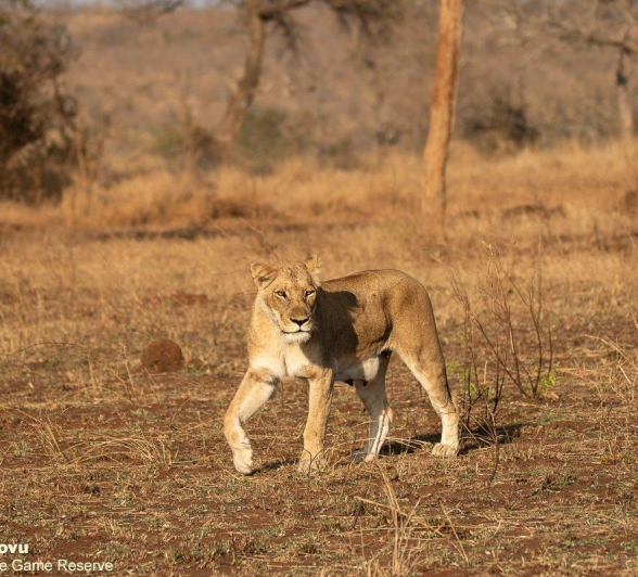 B26andries Lion.styx 300821 1 Final B26andries Lion.styx 300821 1 Final