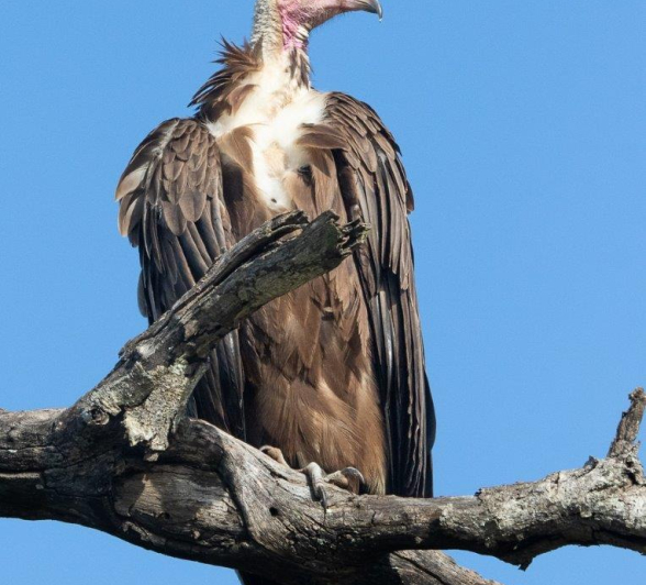 A10Jason Street Vulture 291122. Final