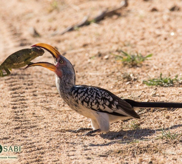 14Franscosi Rosslee Hornbill 01112017 Final 14Franscosi Rosslee Hornbill 01112017 Final