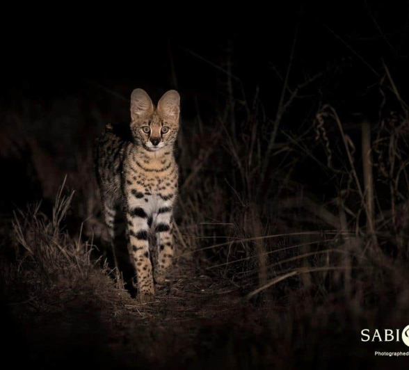 04Francois Malan Young Serval 20181029 1 Of 3 Final 04Francois Malan Young Serval 20181029 1 Of 3 Final