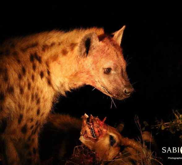 17Steff McWilliam Spotted Hyena 1 13 05 19 Final 17Steff McWilliam Spotted Hyena 1 13 05 19 Final