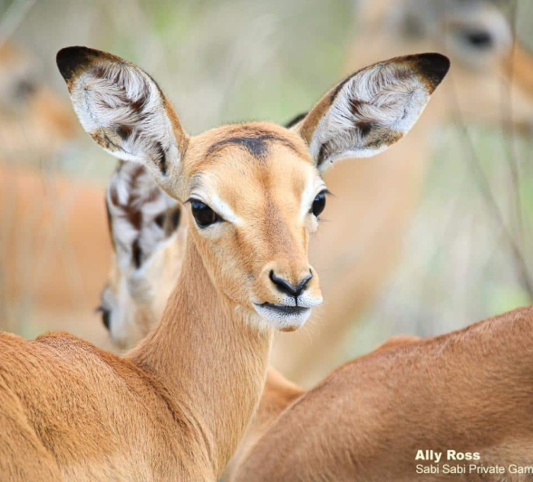 27Ally Ross Young Impala Final 27Ally Ross Young Impala Final