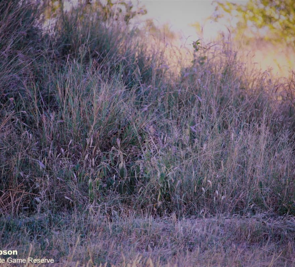 02James Simpson Leopard Camo Final 02James Simpson Leopard Camo Final