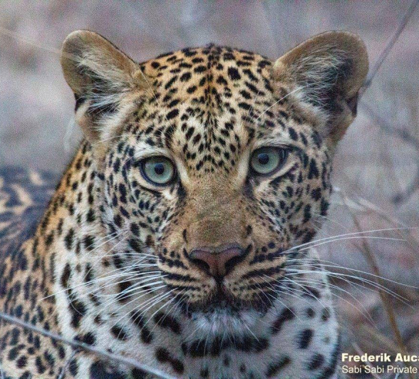 49Frederik Aucamp Tamboti Female Leopard 1 Final 49Frederik Aucamp Tamboti Female Leopard 1 Final