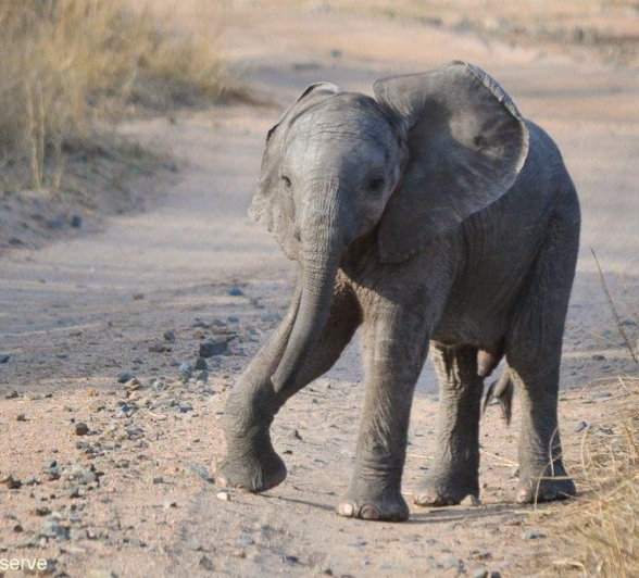 01Ronald Mutero Elephant 03102019 4 Final 01Ronald Mutero Elephant 03102019 4 Final