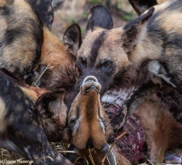 A03Amy Leigh Wild Dogs 2 210921 Final A03Amy Leigh Wild Dogs 2 210921 Final