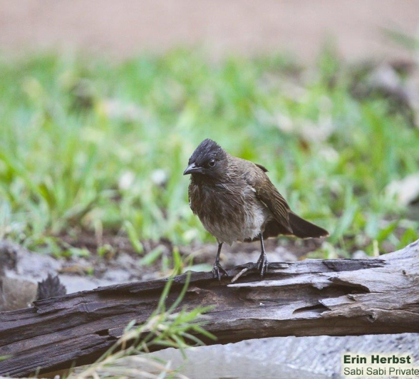 B16Erin Herbst Dark Capped Bulbul 2 031121 Final B16Erin Herbst Dark Capped Bulbul 2 031121 Final