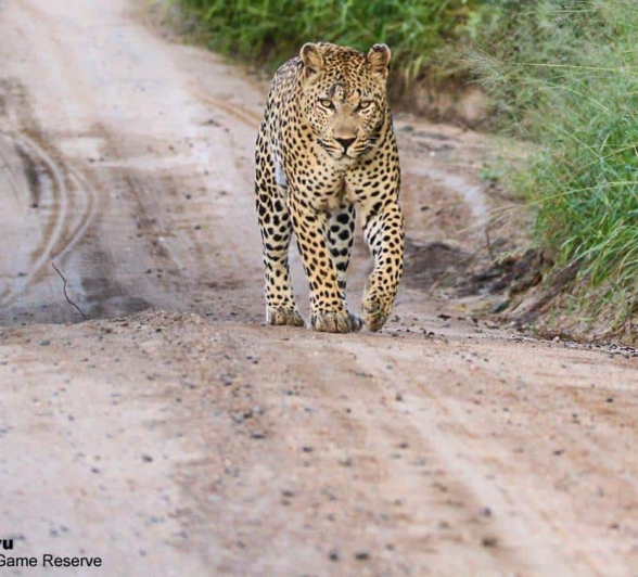 10andries.ndlovu Leopard.maxabeni 25.2.20 1 Final 10andries.ndlovu Leopard.maxabeni 25.2.20 1 Final
