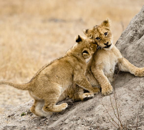 Southern Pride 2 Southern Pride 2