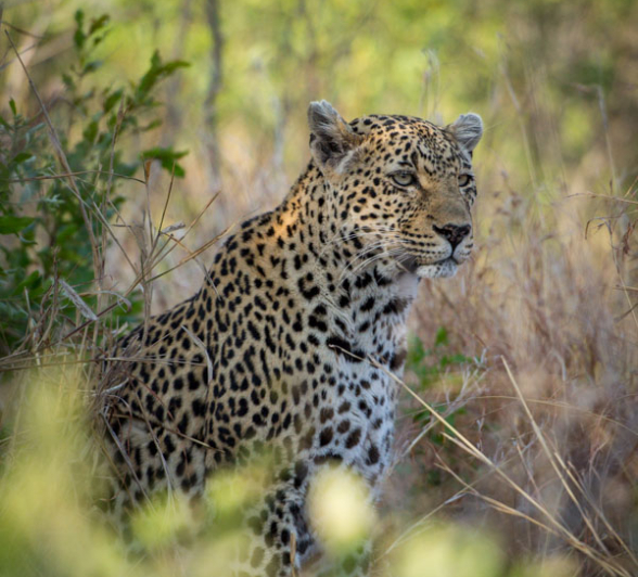 Nottins 1 Nottins 1