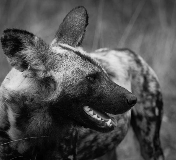 04Kosie Lategan Dog4 1