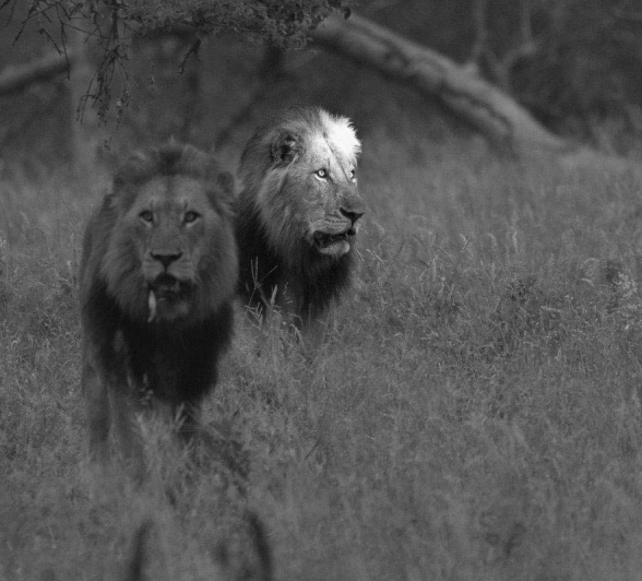 11Mike L Lions Active 3 11Mike L Lions Active 3