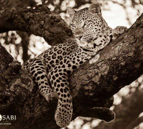 40Terry Ennever Ntsumi 27218 Final