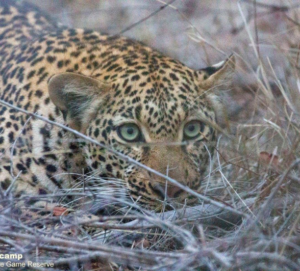 48Frederik Aucamp Tamboti Female Leopard Final 48Frederik Aucamp Tamboti Female Leopard Final