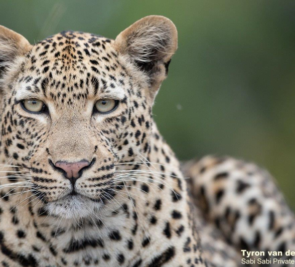 12Tyron Van Der Walt Finfoot Female 070521 4 Final