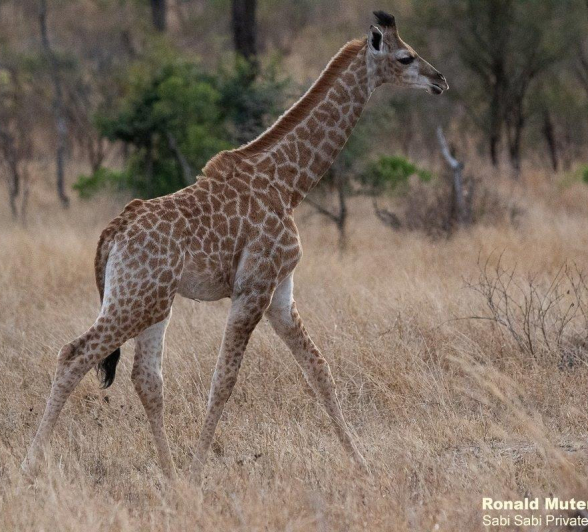 B30ronald Mutero Giraffe 29082021 Final B30ronald Mutero Giraffe 29082021 Final