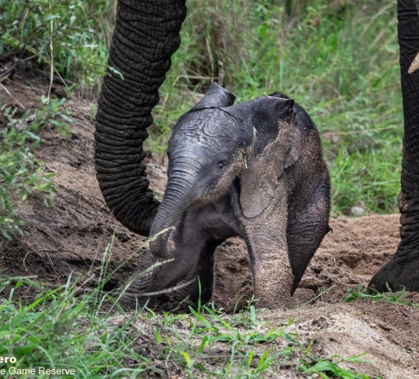 B08ronald Mutero Elephant 27112021 Final