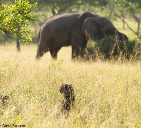 A08Amy Leigh Cheetah 090222 Final