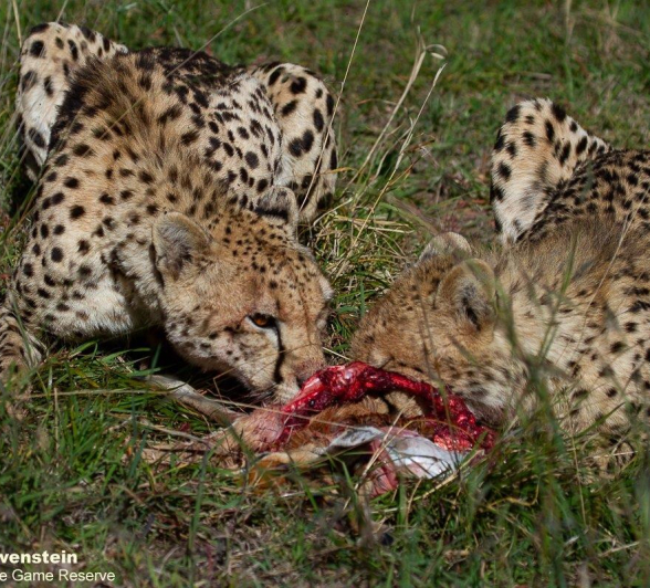 A01Daniel Greyvenstein Cheetah And Cub 140622 3 Final A01Daniel Greyvenstein Cheetah And Cub 140622 3 Final