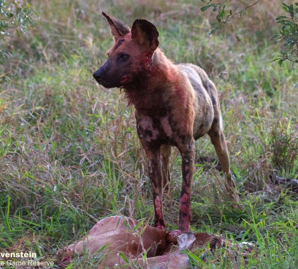 A22Daniel Greyvenstein Wild Dogs 150622 4 Final A22Daniel Greyvenstein Wild Dogs 150622 4 Final