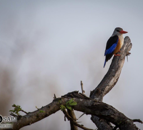 26Kevan Dobbie Grey Headed Kingfisher 2310.1 Final 26Kevan Dobbie Grey Headed Kingfisher 2310.1 Final