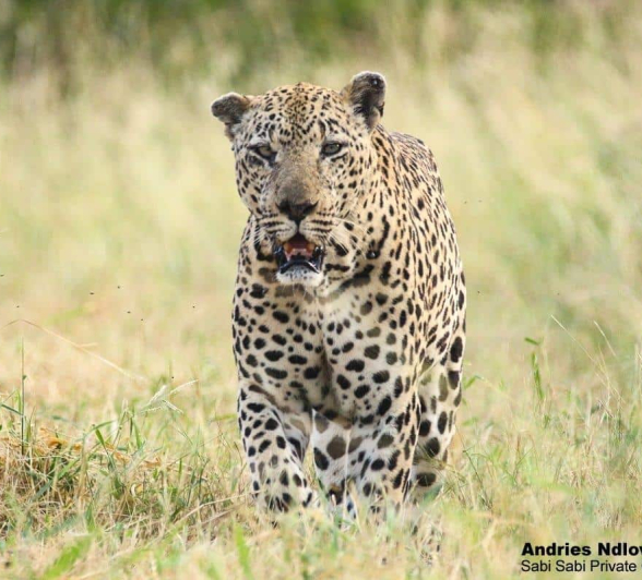23andries.ndlovu Leopard.whitedam 11.3.20 2 Final 23andries.ndlovu Leopard.whitedam 11.3.20 2 Final
