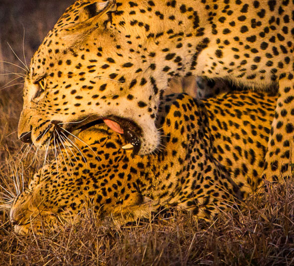 YPO 19.08 SABIBUSH JOHN.175 2