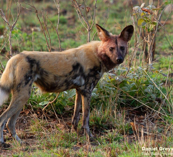 A40Daniel Greyvenstein Wild Dogs 130922 1 Final