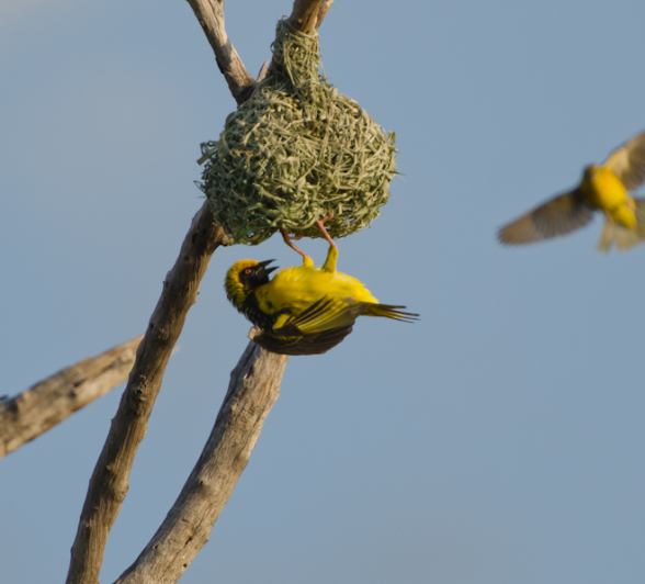 Southern Masked Weavers 5 Southern Masked Weavers 5
