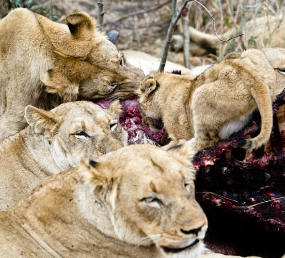Southern Pride 7 Southern Pride 7