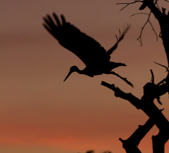 Black Stork Black Stork