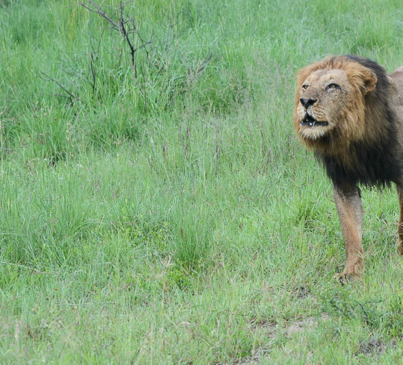 Kruger Male Roaring