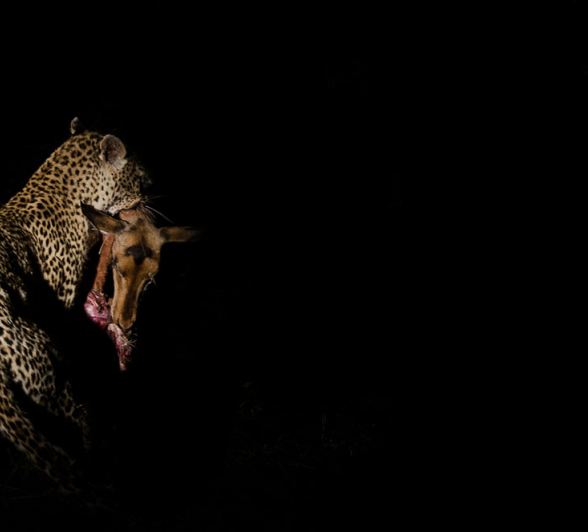 Warthog Wallow Kill Steve Warthog Wallow Kill Steve