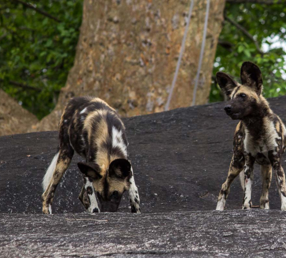 16Franscois Rosslee Dogrun2 16Franscois Rosslee Dogrun2