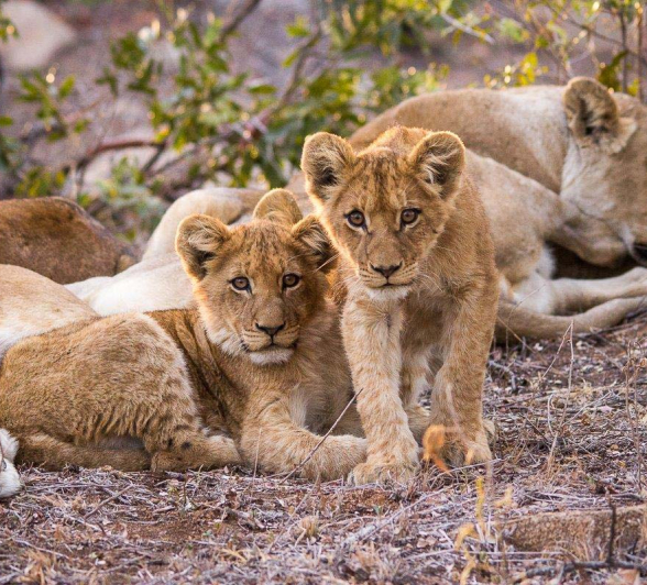 09Franscois Rosslee Lioncub4 2559