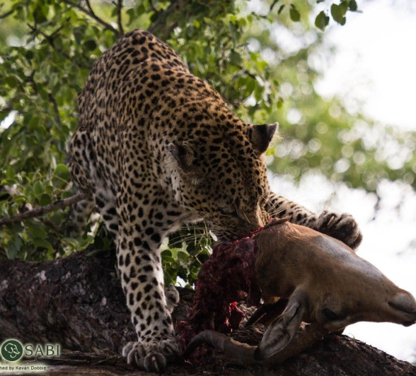 41Kevan Dobbie Leopards 06 Final